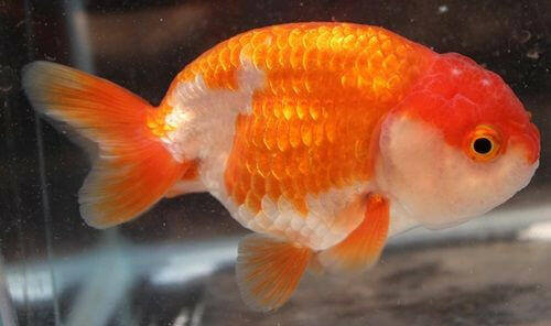 Ranchu Lionhead Goldfish, Red & White.