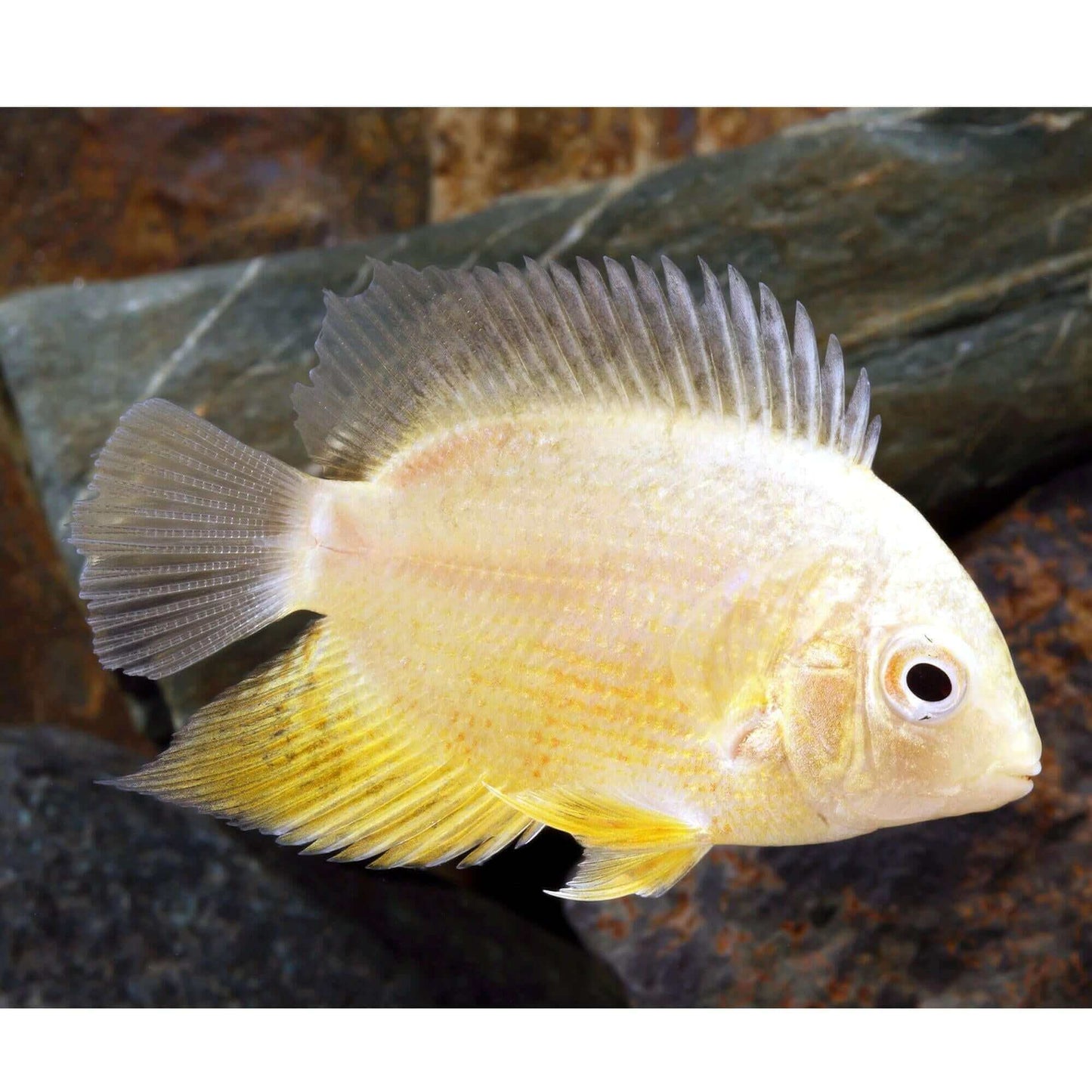 Gold Severum Cichild.