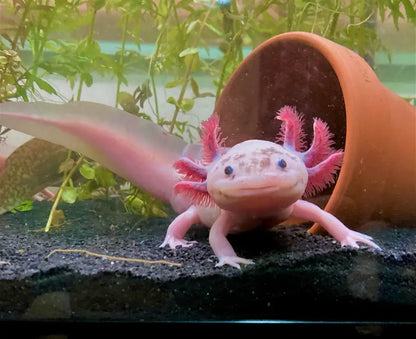 Axolotl