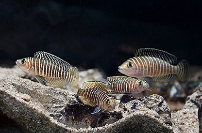Neolamprologus similis (Shell-dwellers)