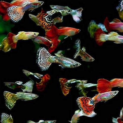 Assorted Fancy Guppy, Male