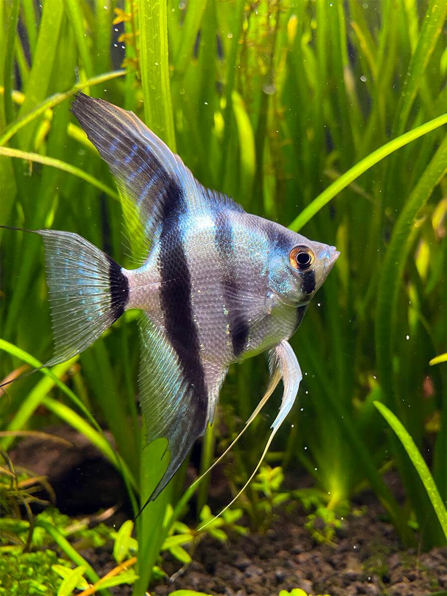 Blue Zebra Angelfish