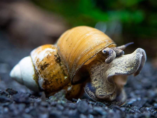 Japanese Trapdoor Snail