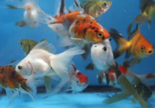 Assorted Ryukin Goldfish