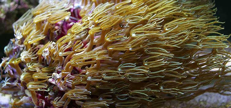 Pipe Organ Coral (LOCAL PICK UP ONLY).