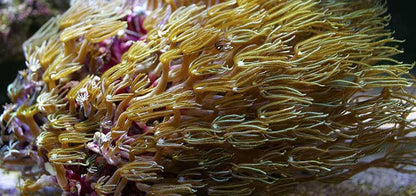 Pipe Organ Coral (LOCAL PICK UP ONLY).