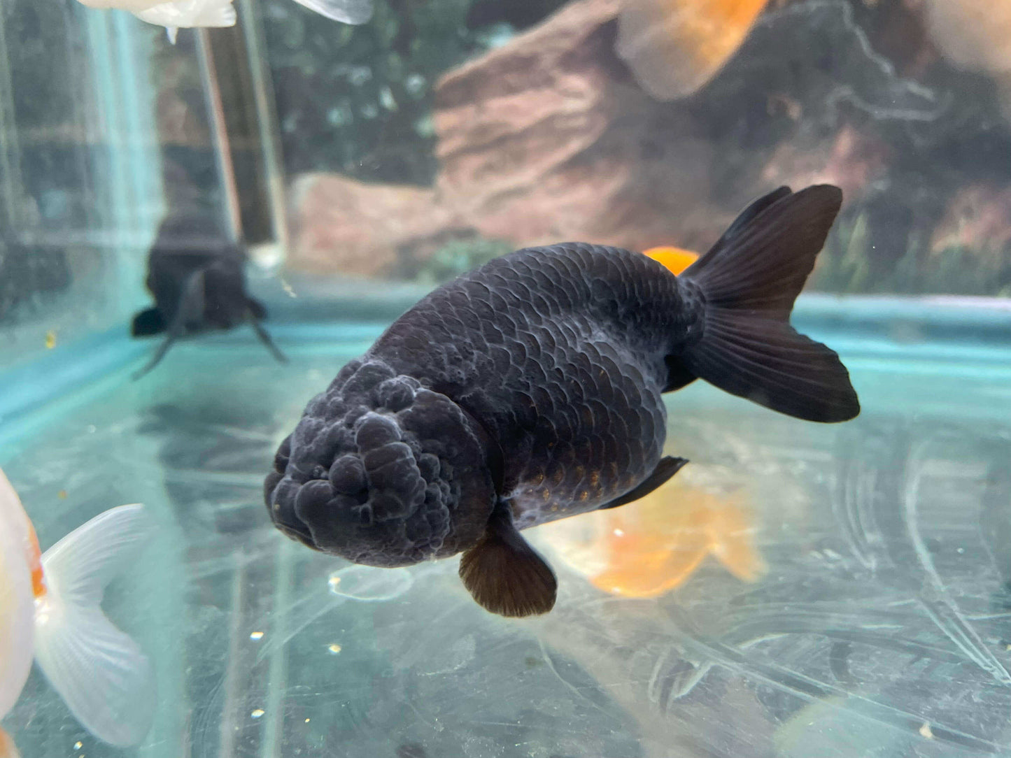 Ranchu Goldfish, Black.