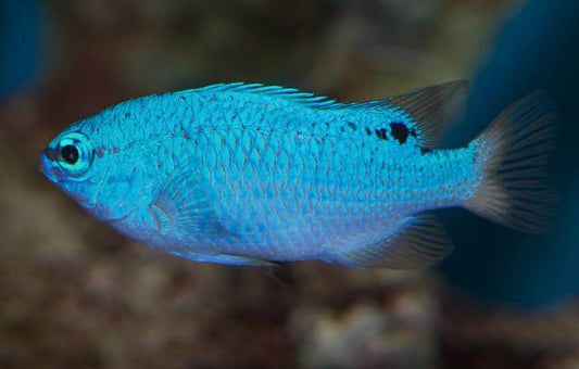 Blue Damselfish