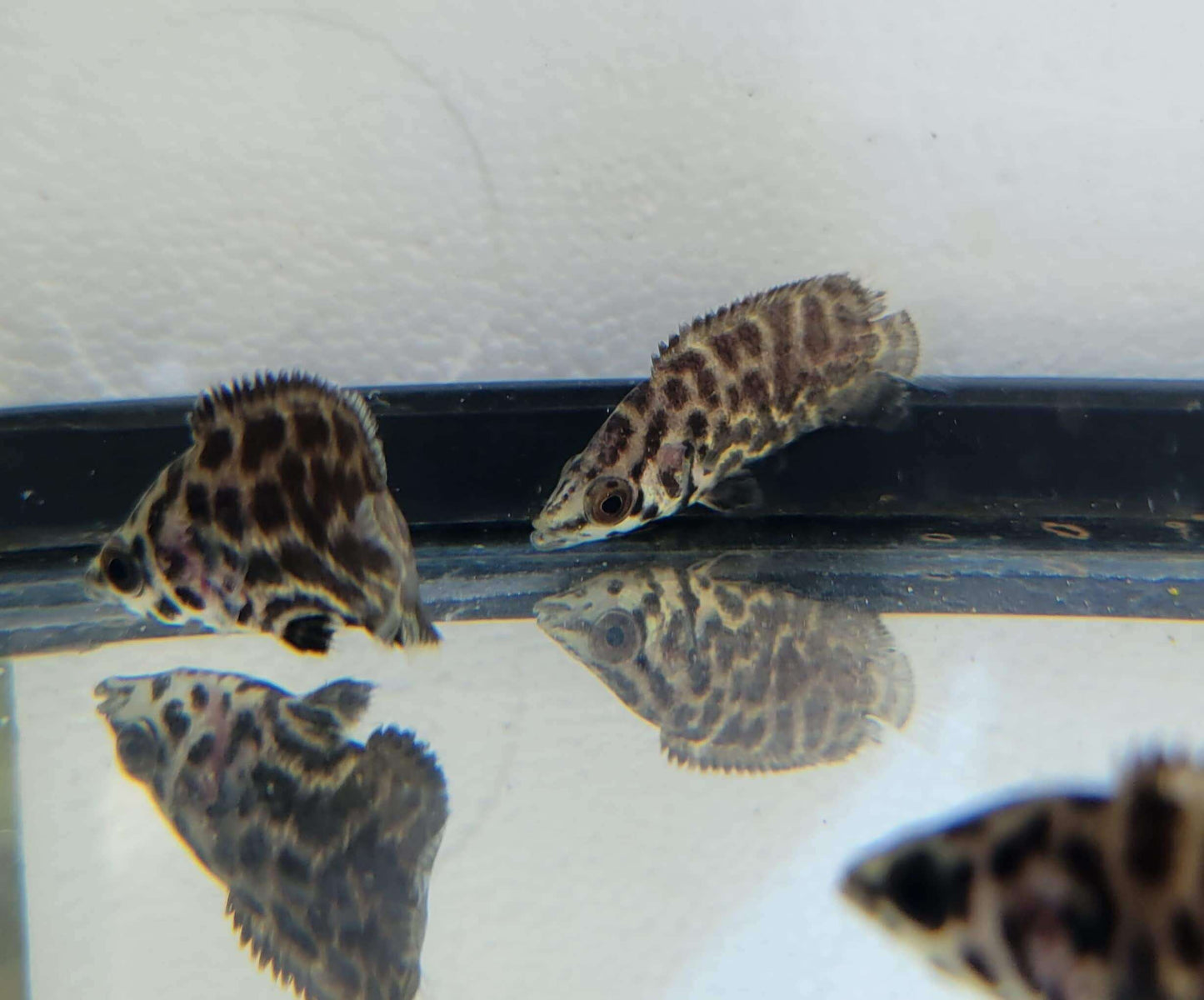 Leopard Ctenopoma