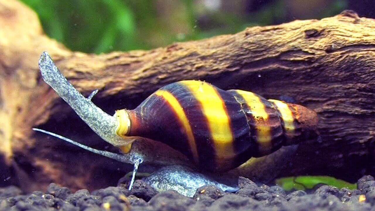 Assassin Snail (Clea helena)