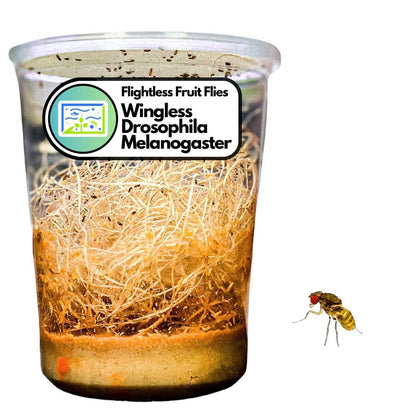 Live Food and Crickets