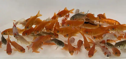 Comet Feeders Goldfish