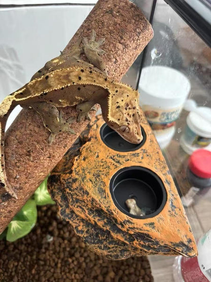 Magnetic Reptile Feeder Ledge