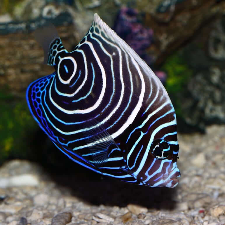 Emperor Angelfish