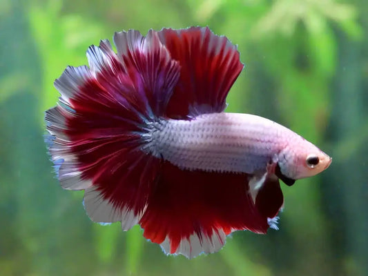 Rosetail Betta