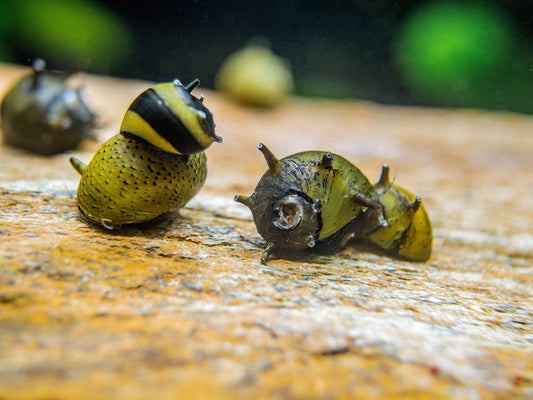 Horned Nerite Snail