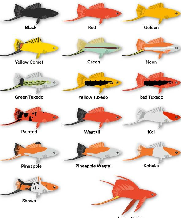 Assorted Swordtail