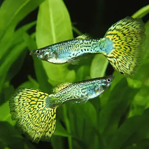 Green Cobra Guppy, Male.