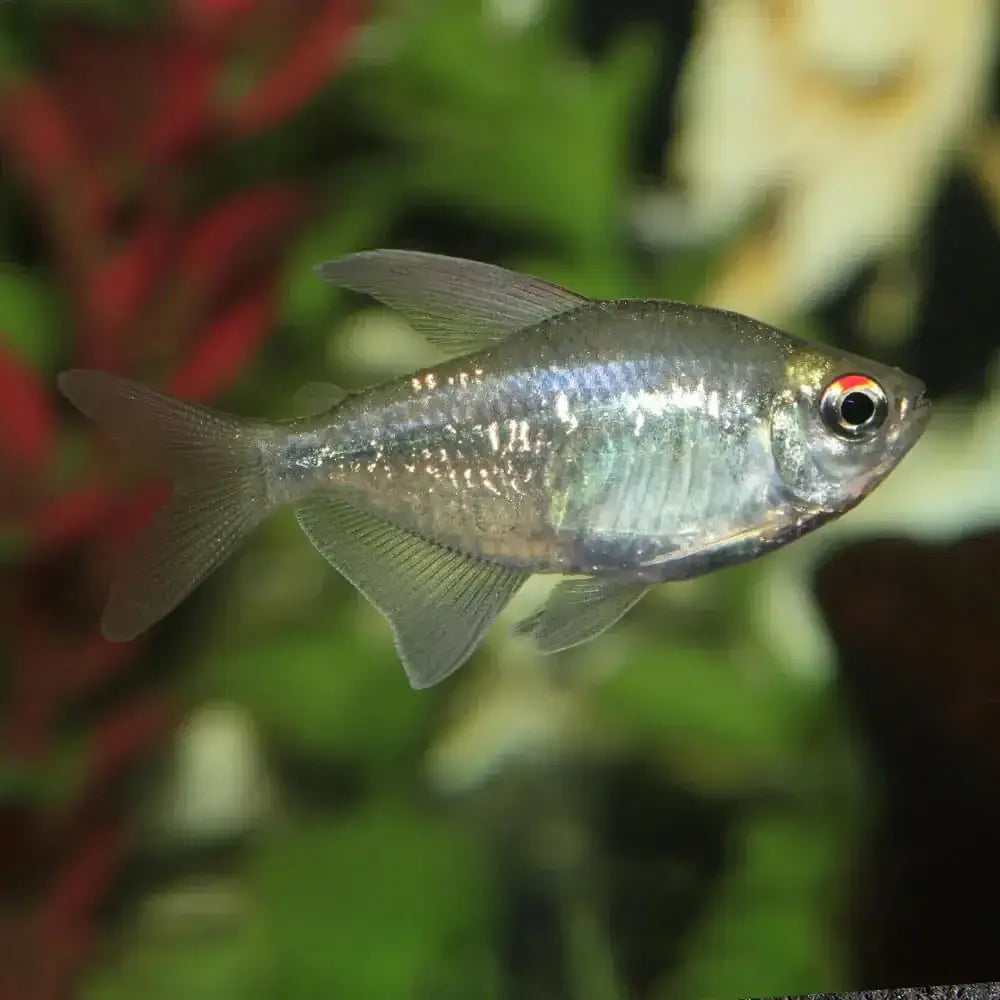 Diamond Tetra