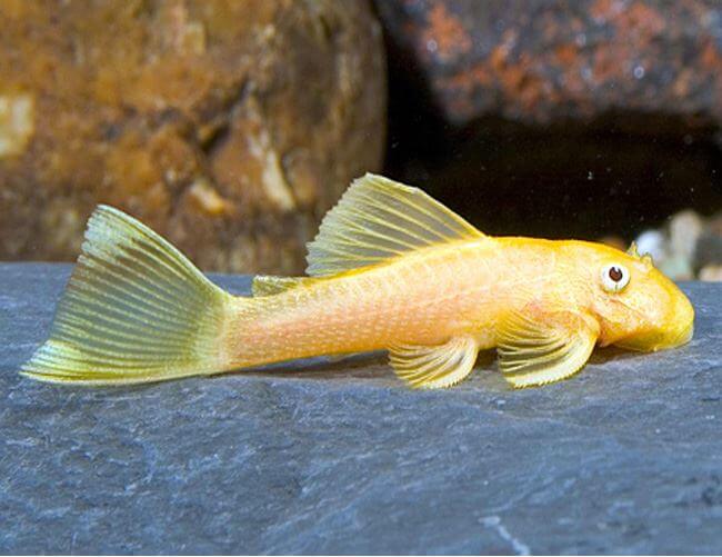 Pleco Albino Bushynose