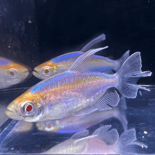 Albino Congo Tetra