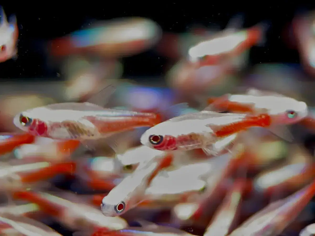 Neon Tetra Albino Captive Breed.