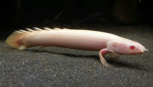 Albino Senegalus Bichir