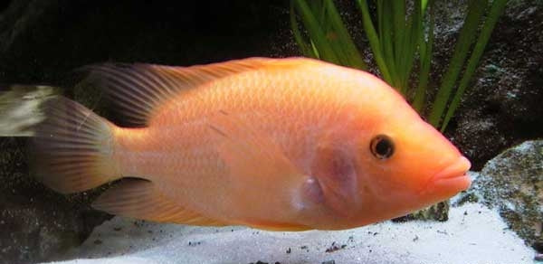 Red Devil Cichlid