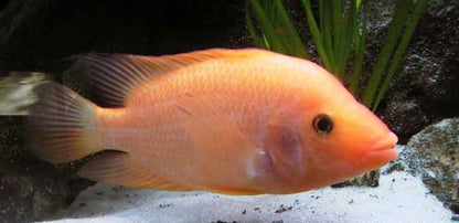 Red Devil Cichlid