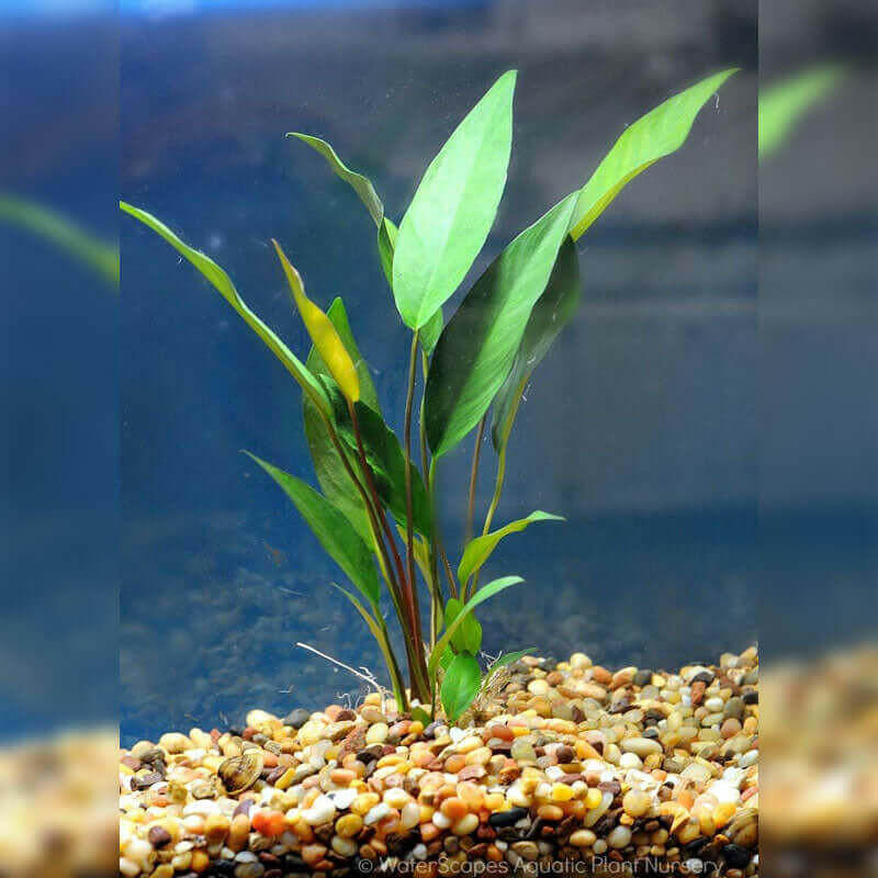 Anubias Frazeri