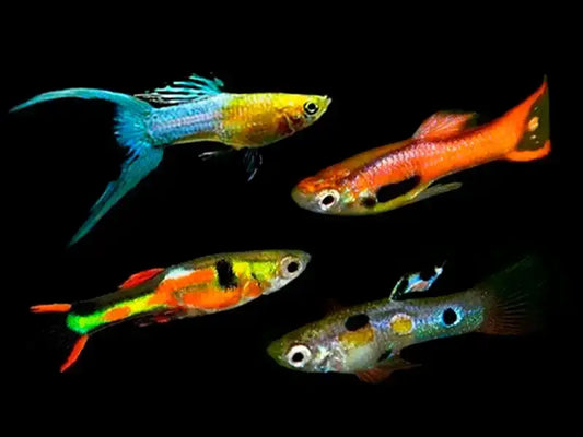 Assorted Endler's Livebearer Guppy, Male