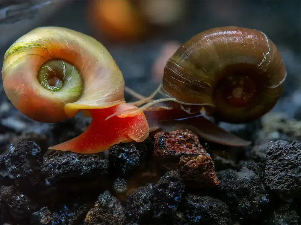 Assorted Ramshorn Snail.