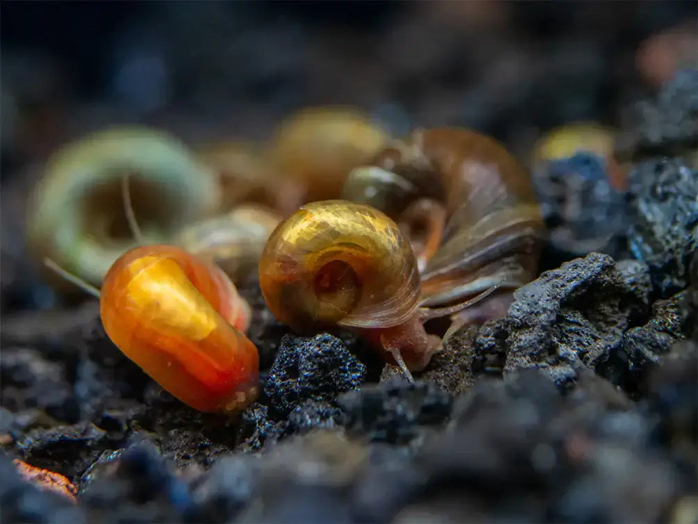 Assorted Ramshorn Snail.