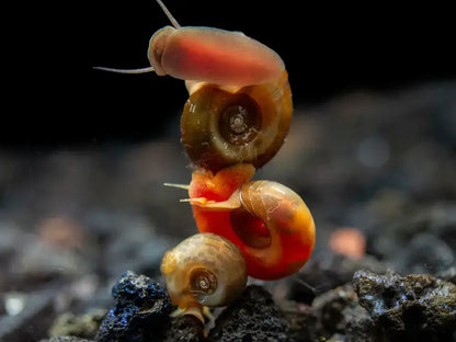 Assorted Ramshorn Snail.