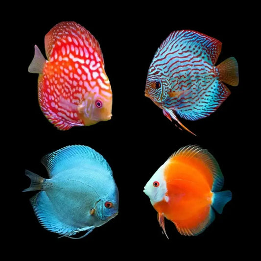 Assorted Premium Discus