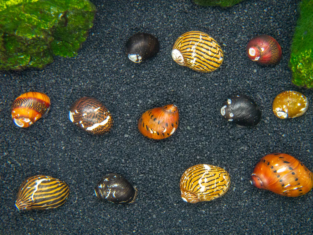 Nerite Snail