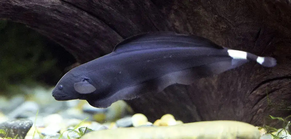 Black Ghost Knifefish.