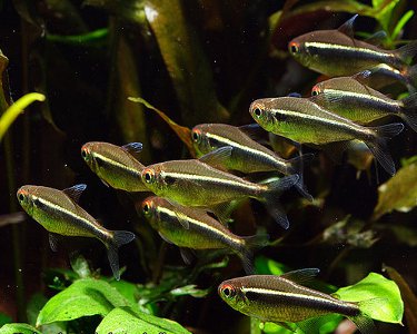 Black Neon Tetra