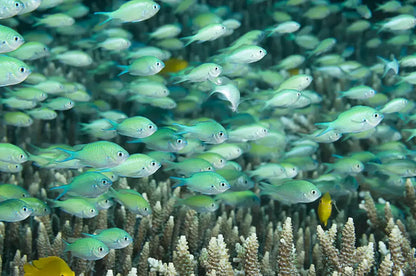 Green Reef Chromis