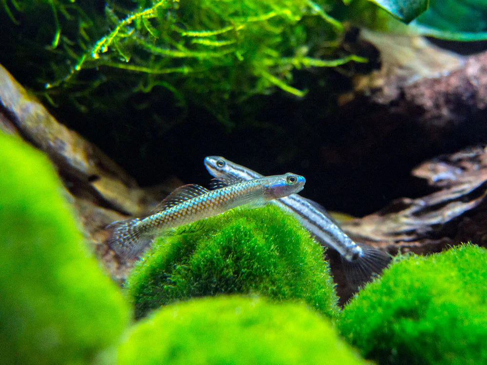 Blue Stream Goby Freshwater Neon Blue Goby