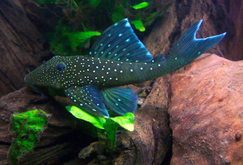 Blue Phantom (L-128) Plecostomus