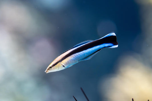 Cleaner Wrasse