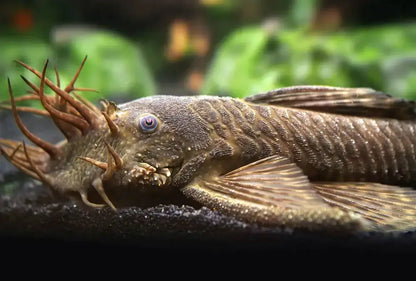 Bristlenose Pleco.