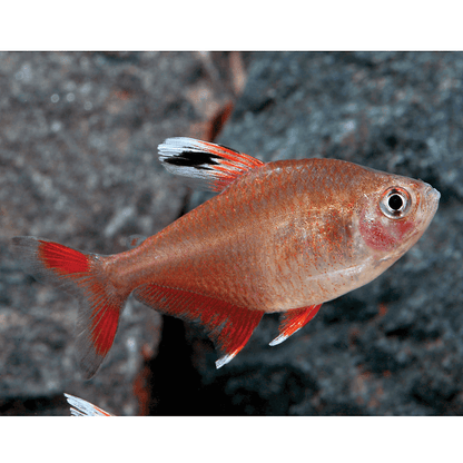 Candy Cane Tetra.