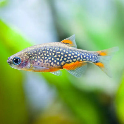 Celestial Pearl Danio.