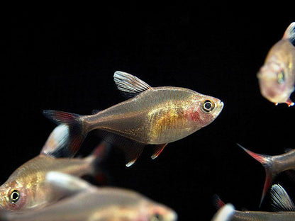 Candy Cane Tetra.