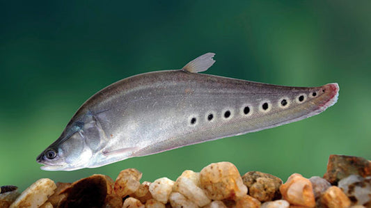 Clown Knife Fish