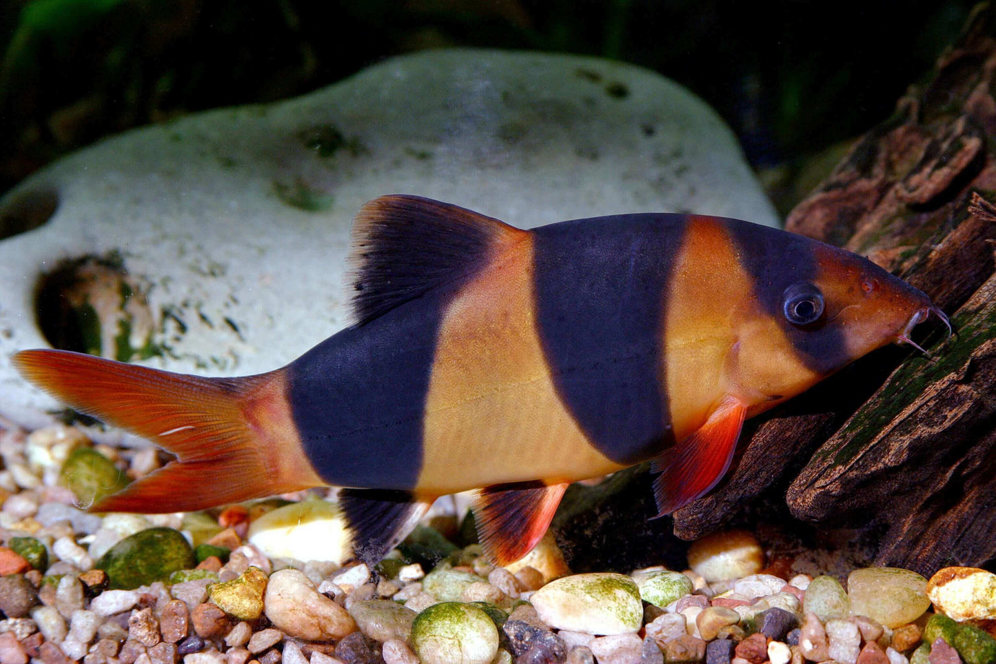 Clown Loach.