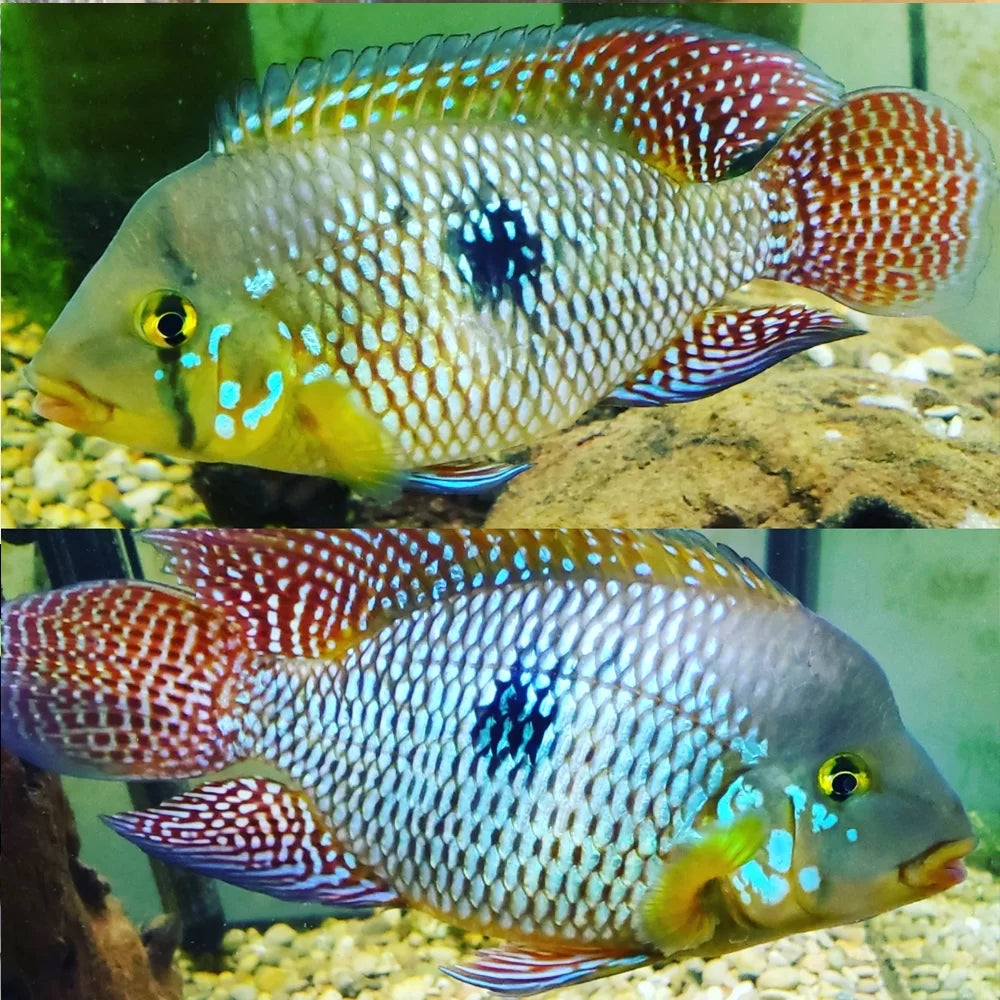 Pearl Cichlid