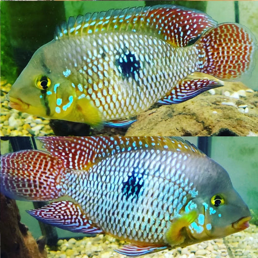 Pearl Cichlid